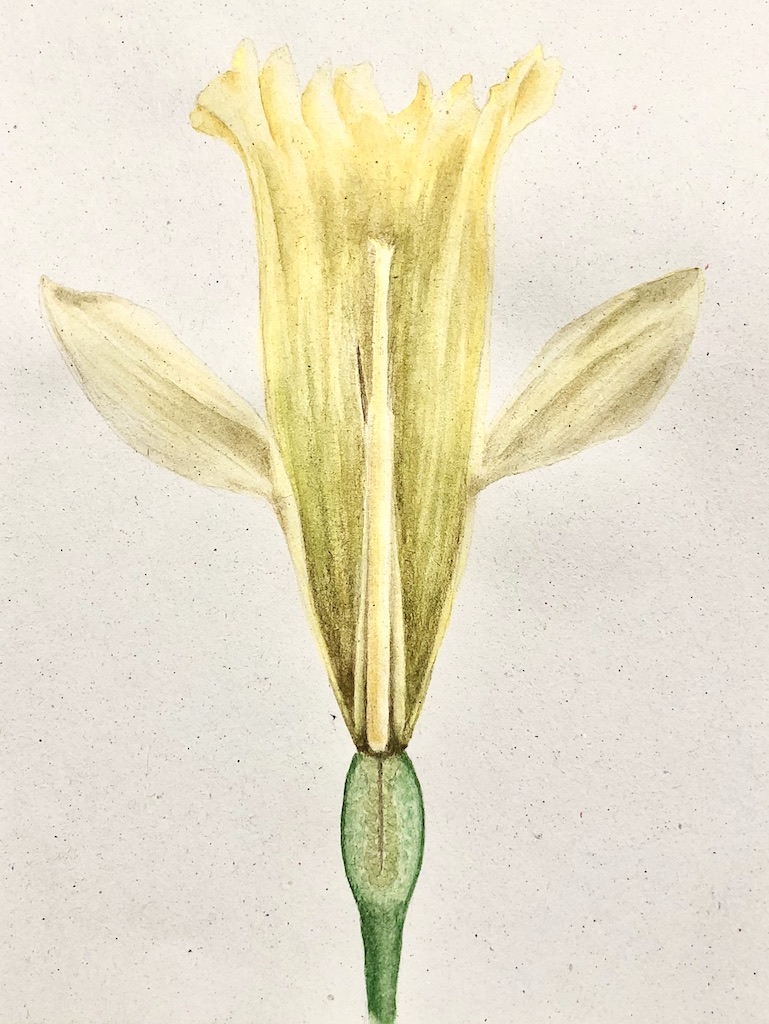 Daffodil