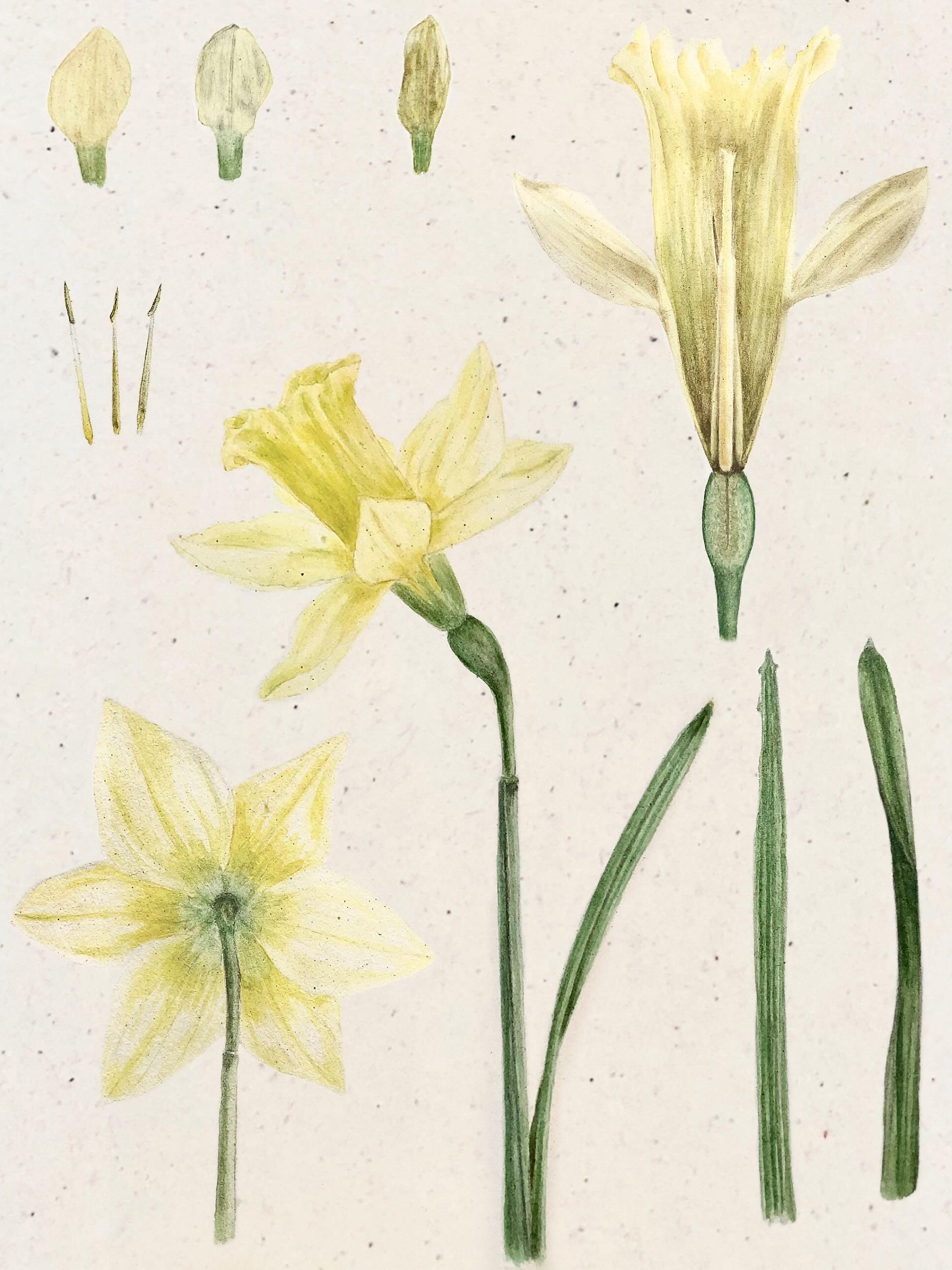 daffodil parts
