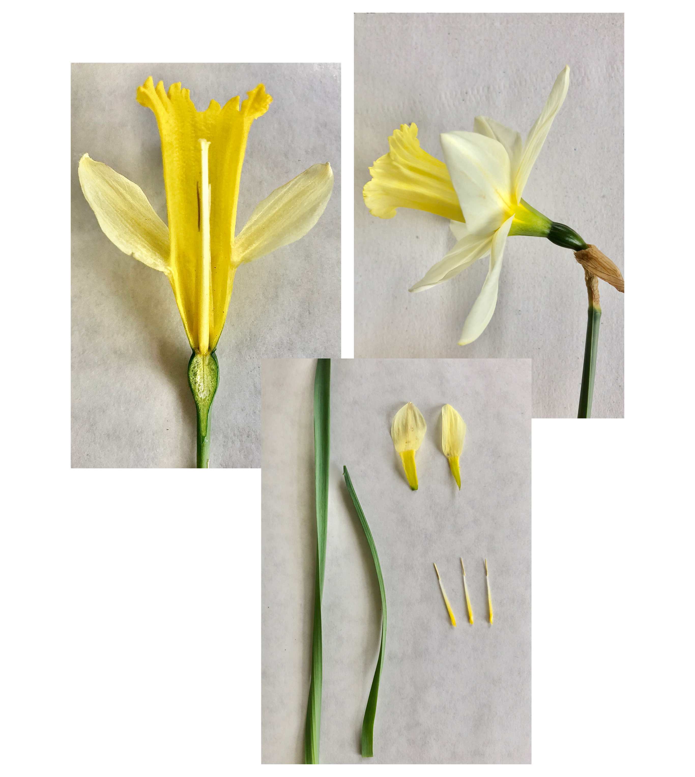 daffodil parts