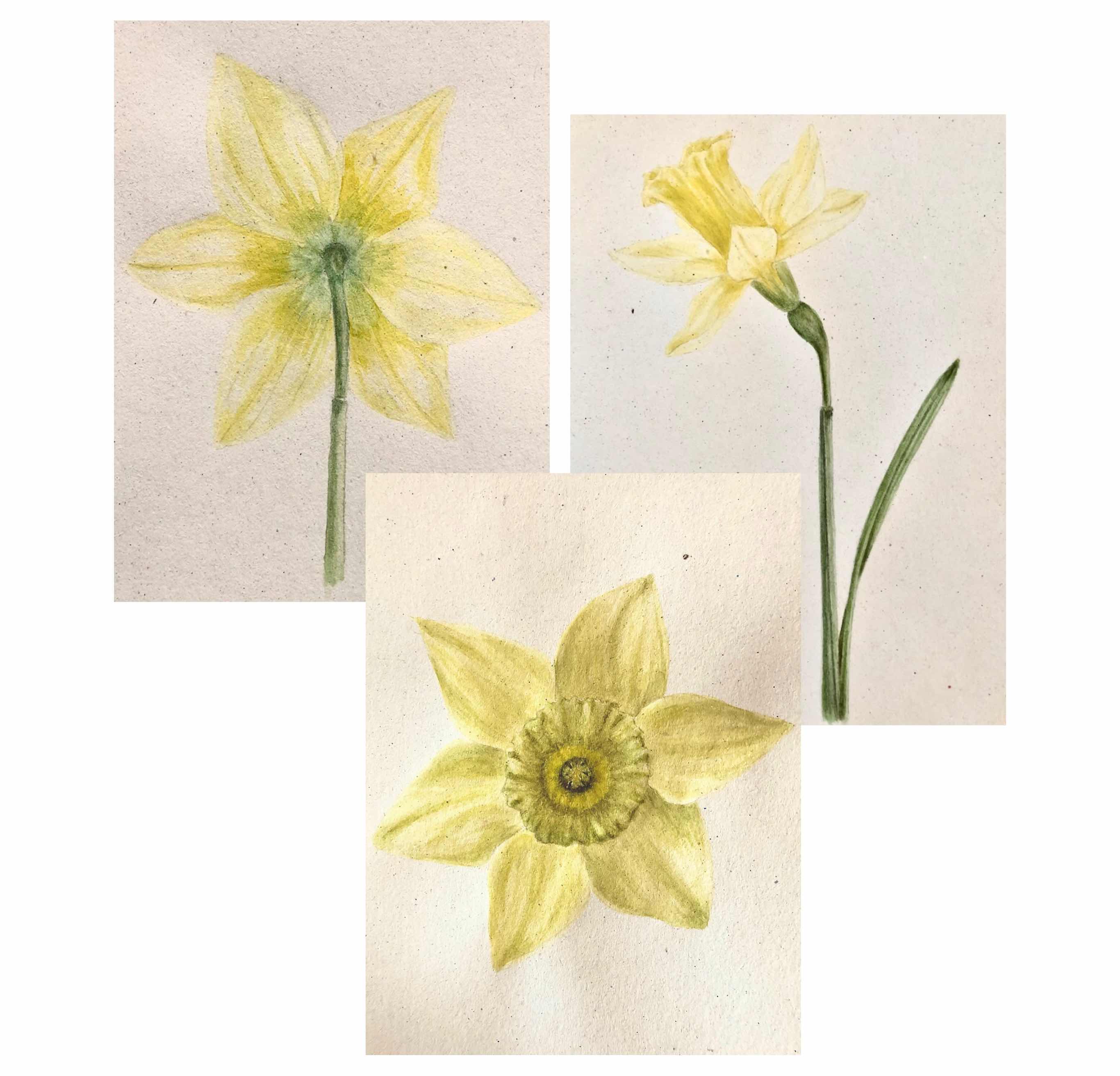 daffodil parts