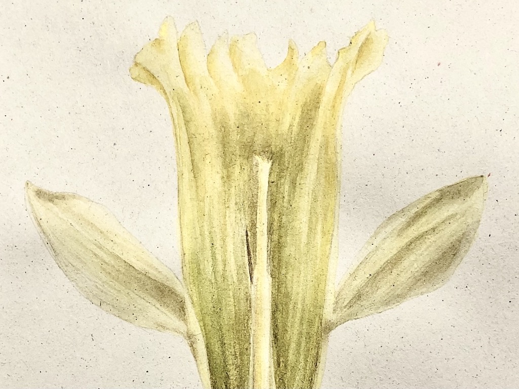 Daffodil