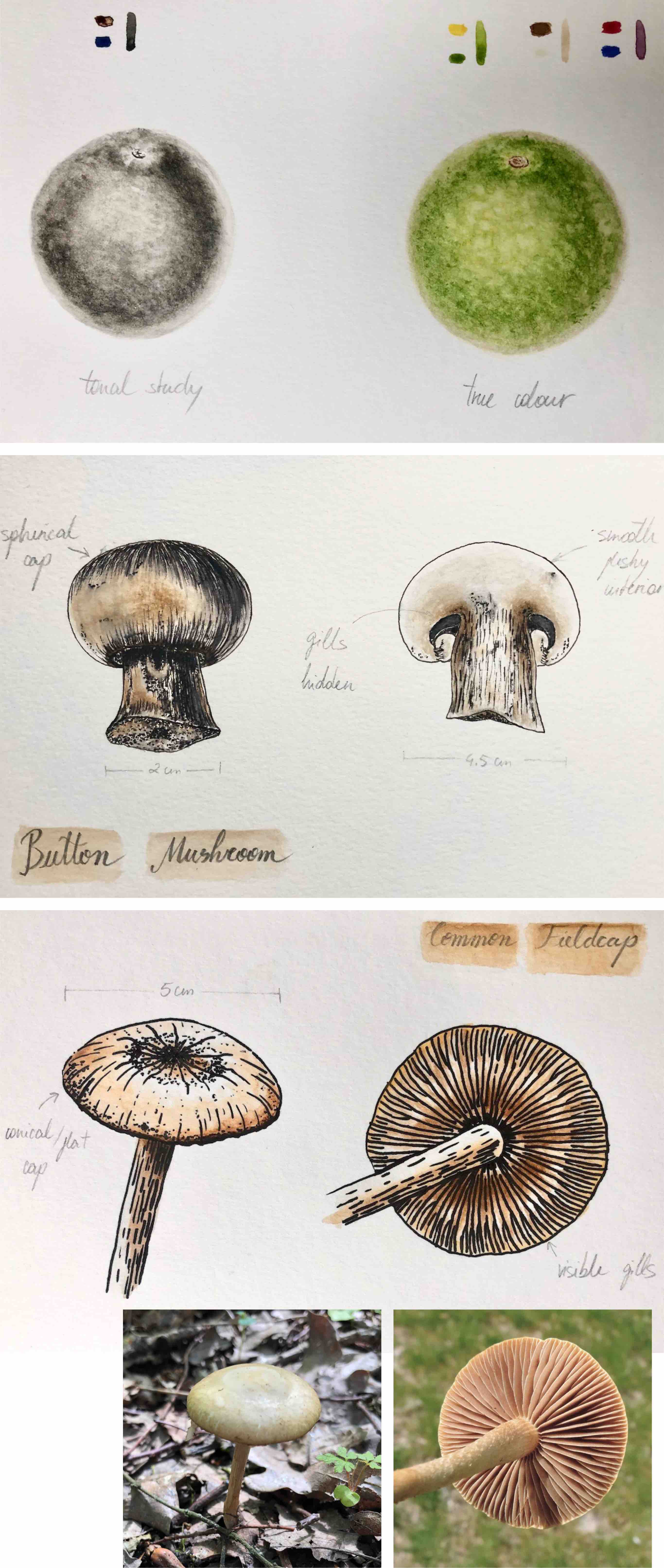 lime and mushrooms