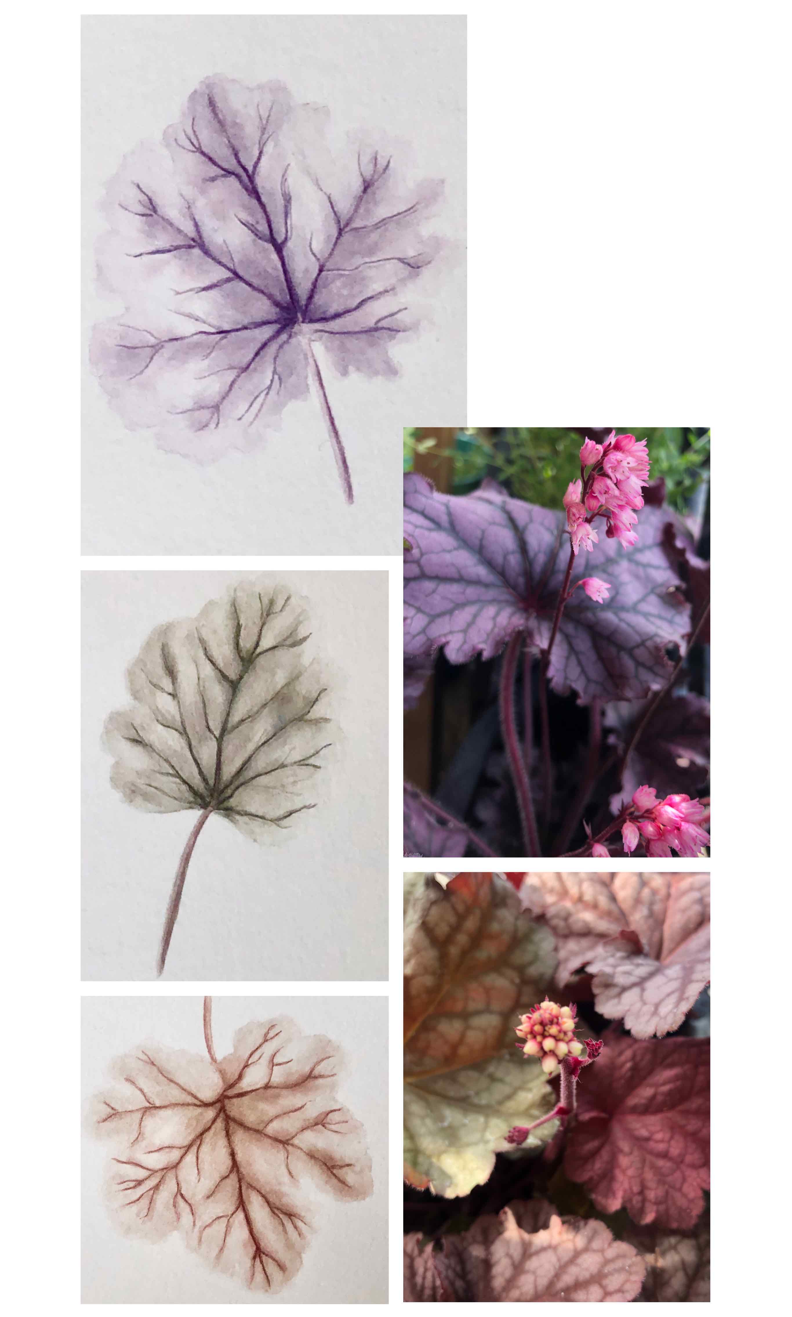 heuchera leaves
