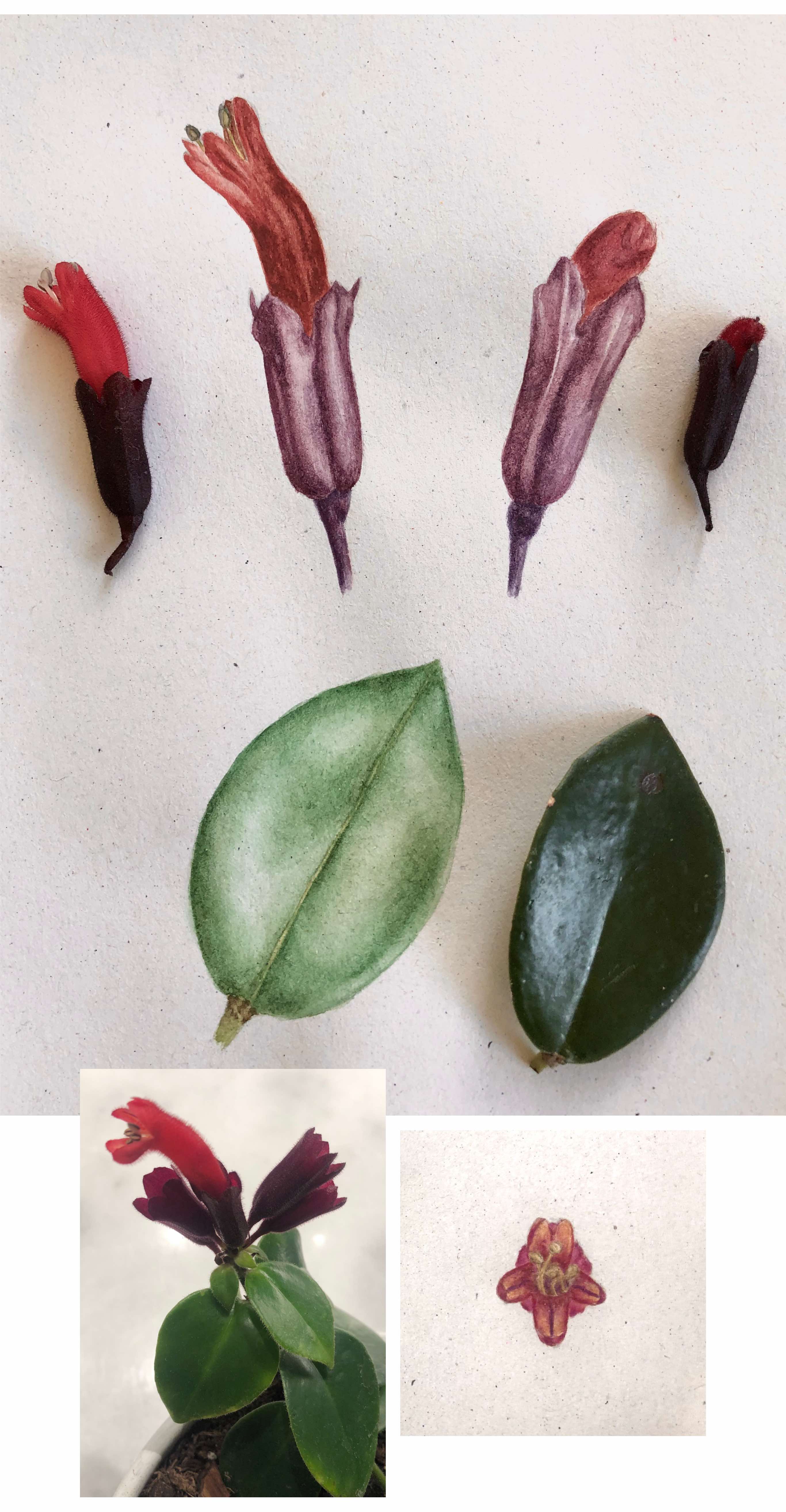 lipstick plant