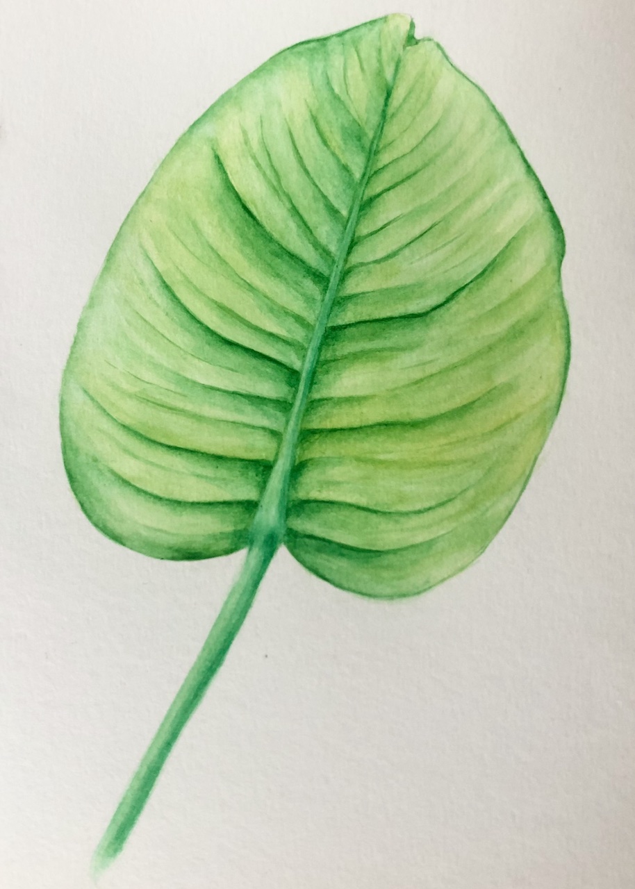 Monstera