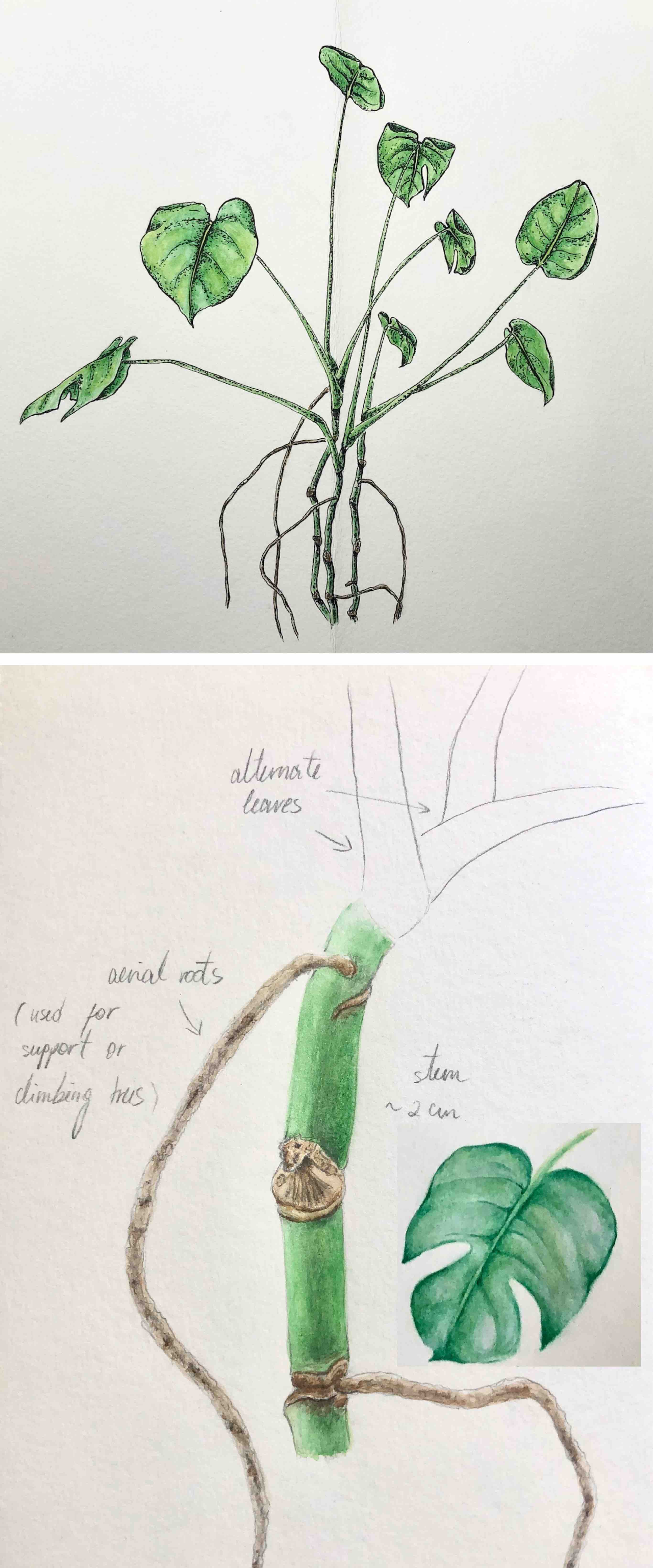 monstera