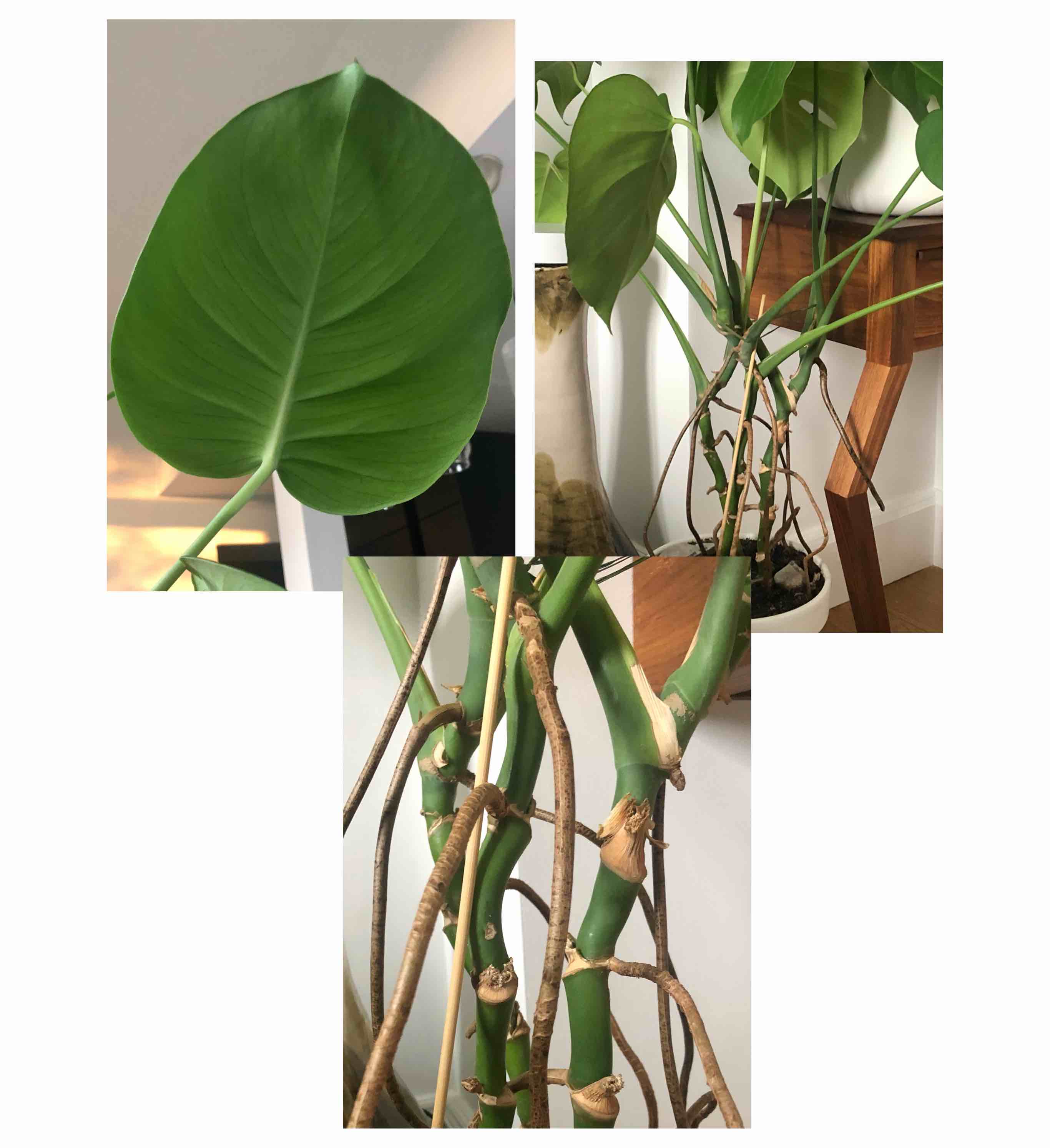 monstera