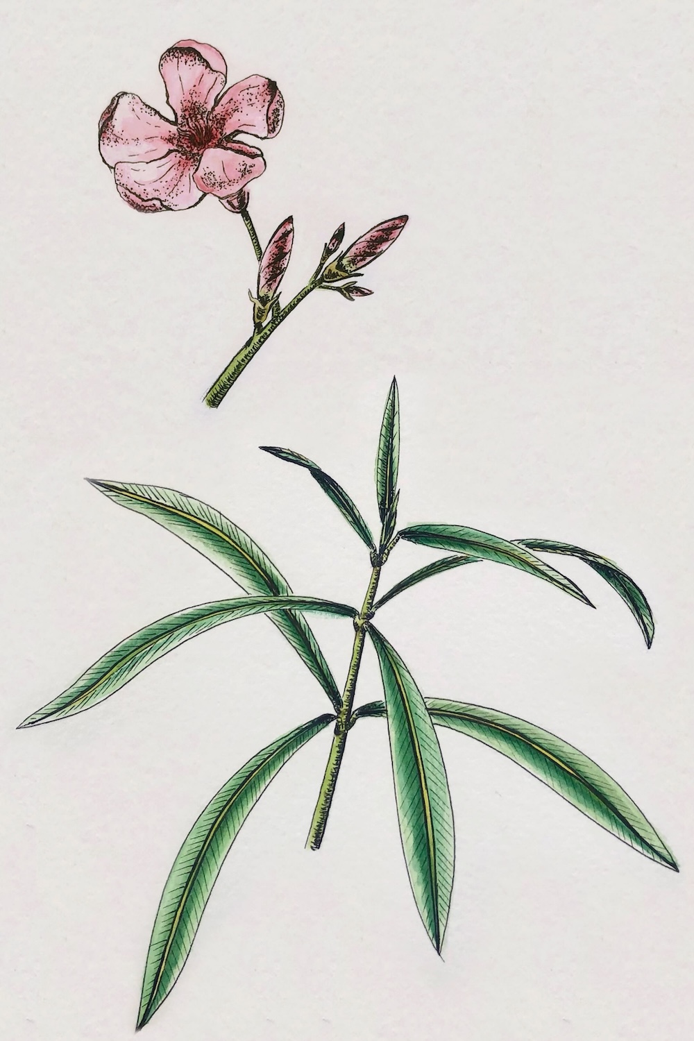 oleander