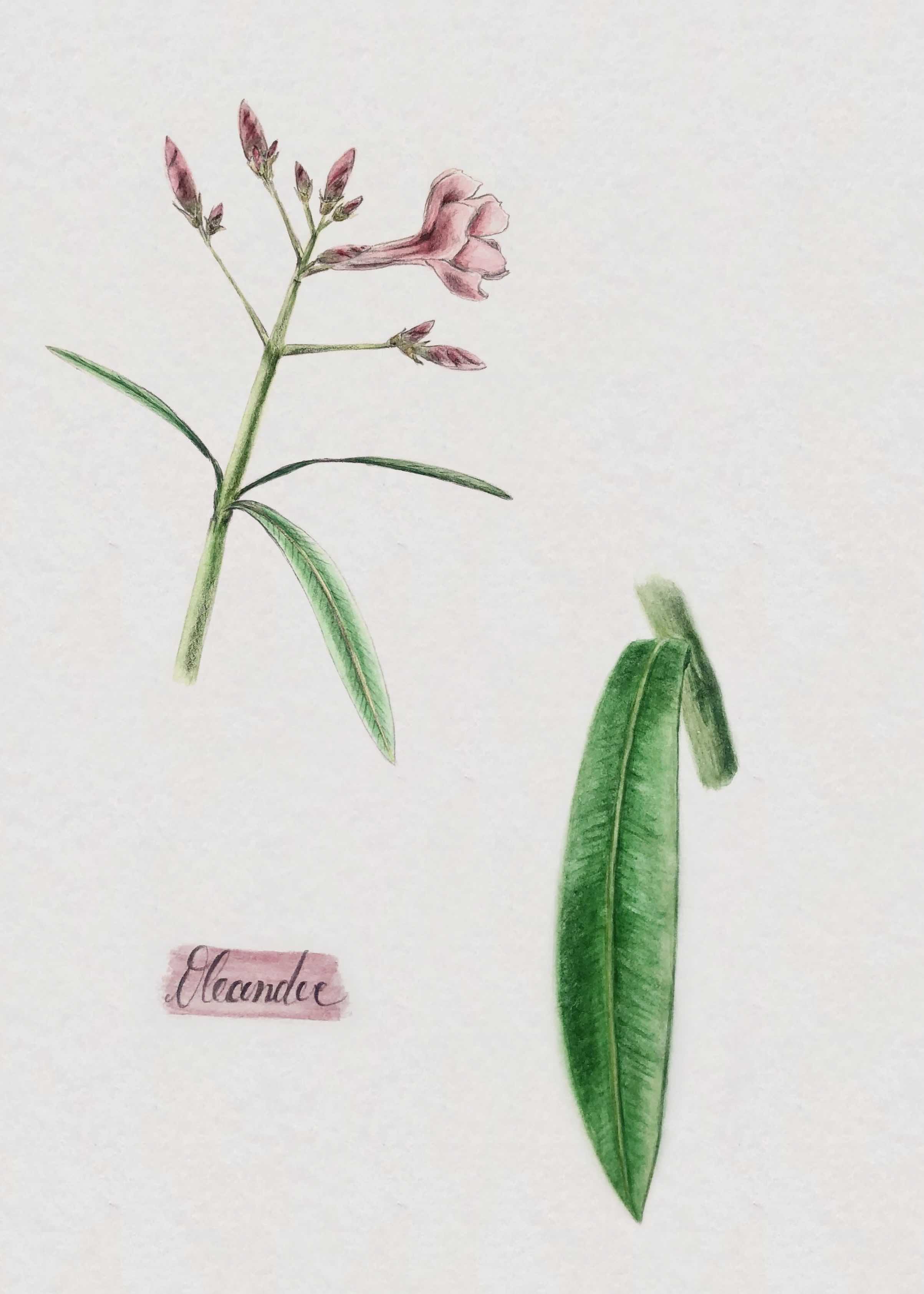 oleander