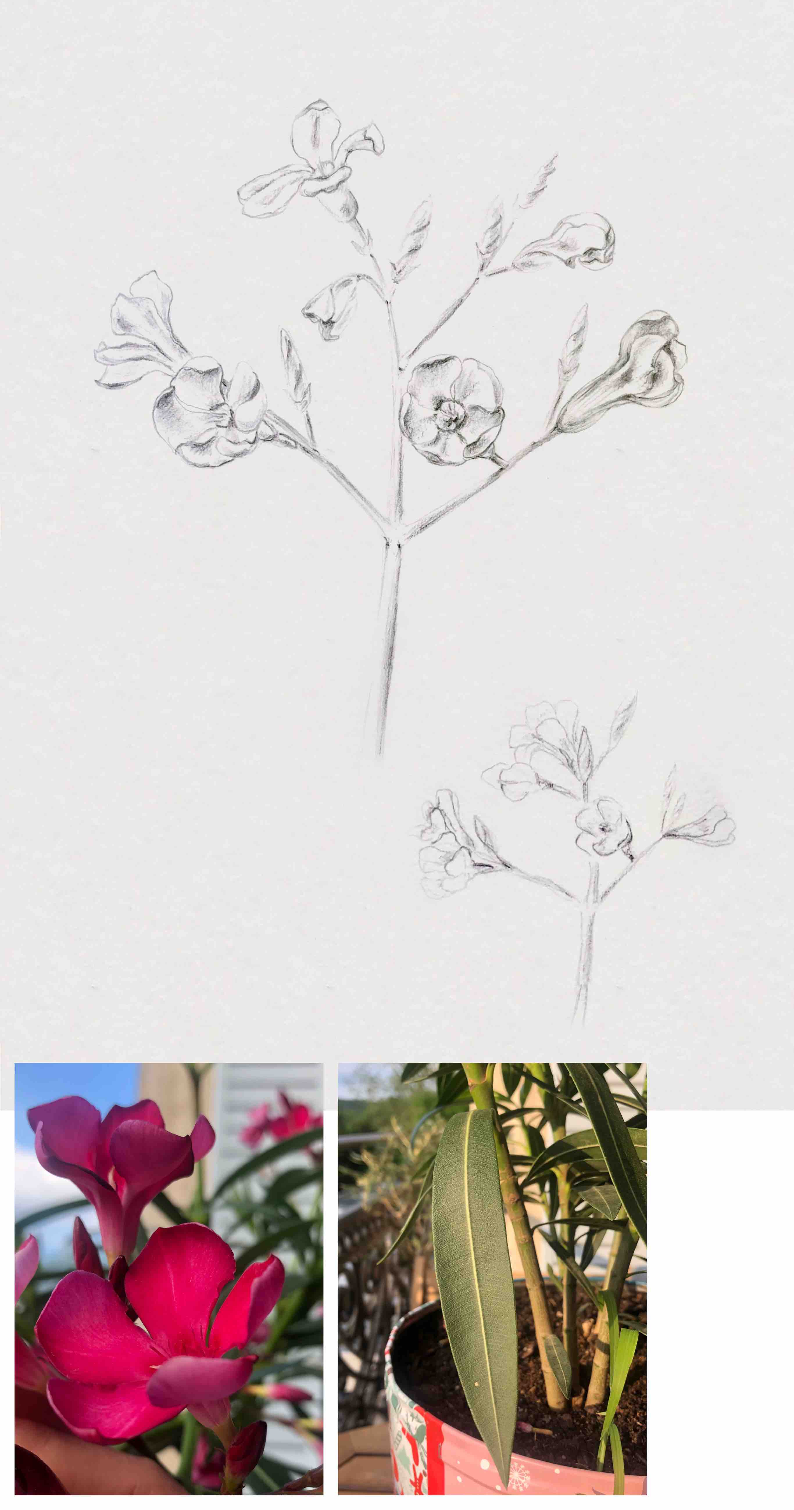 oleander