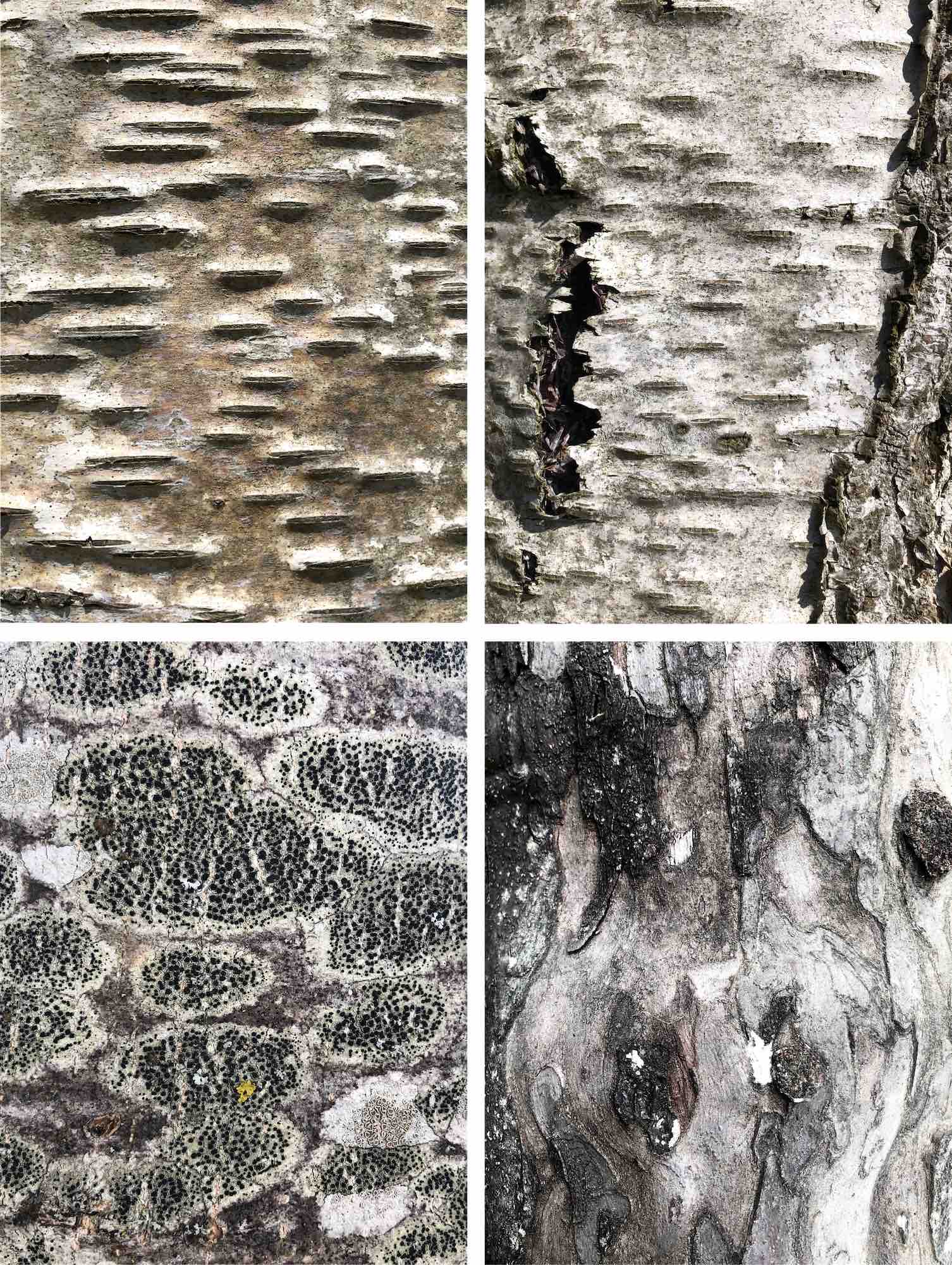 tree bark