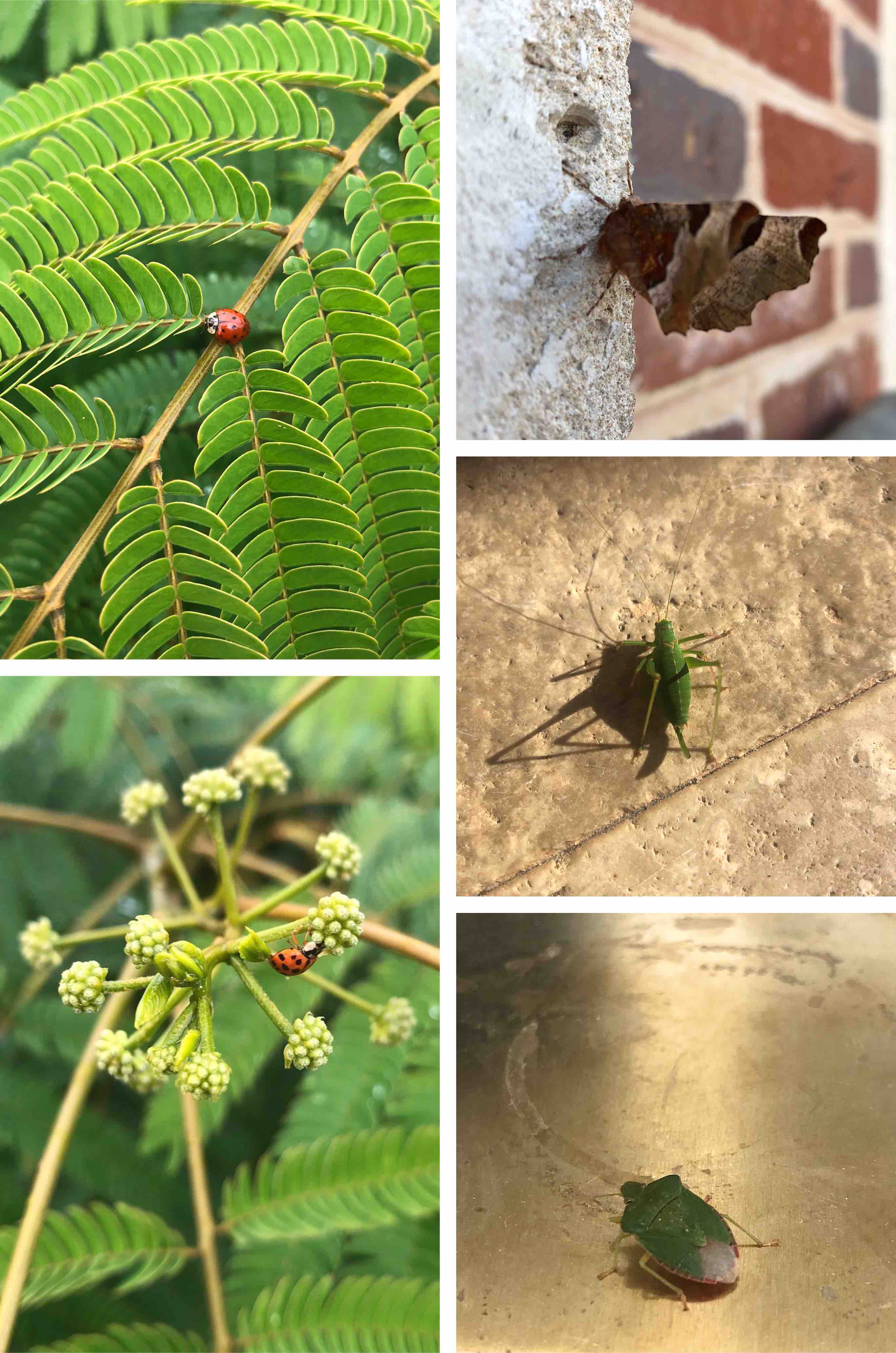 bugs