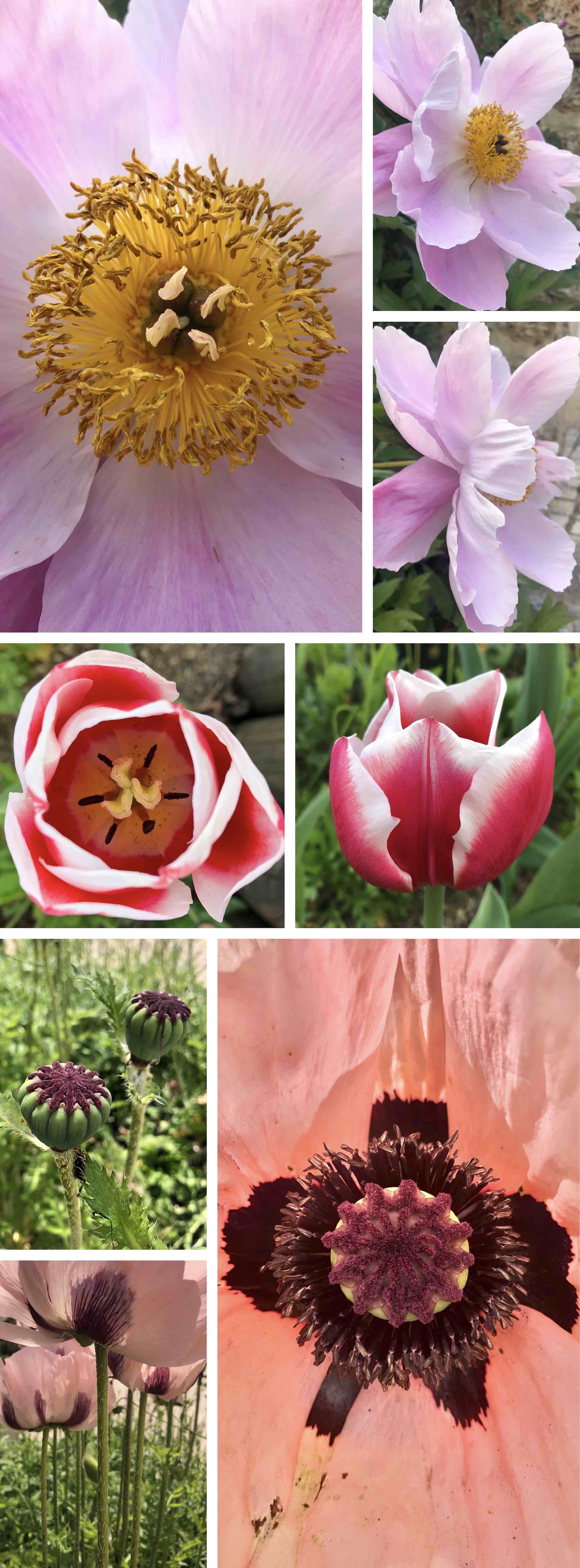 flower heads