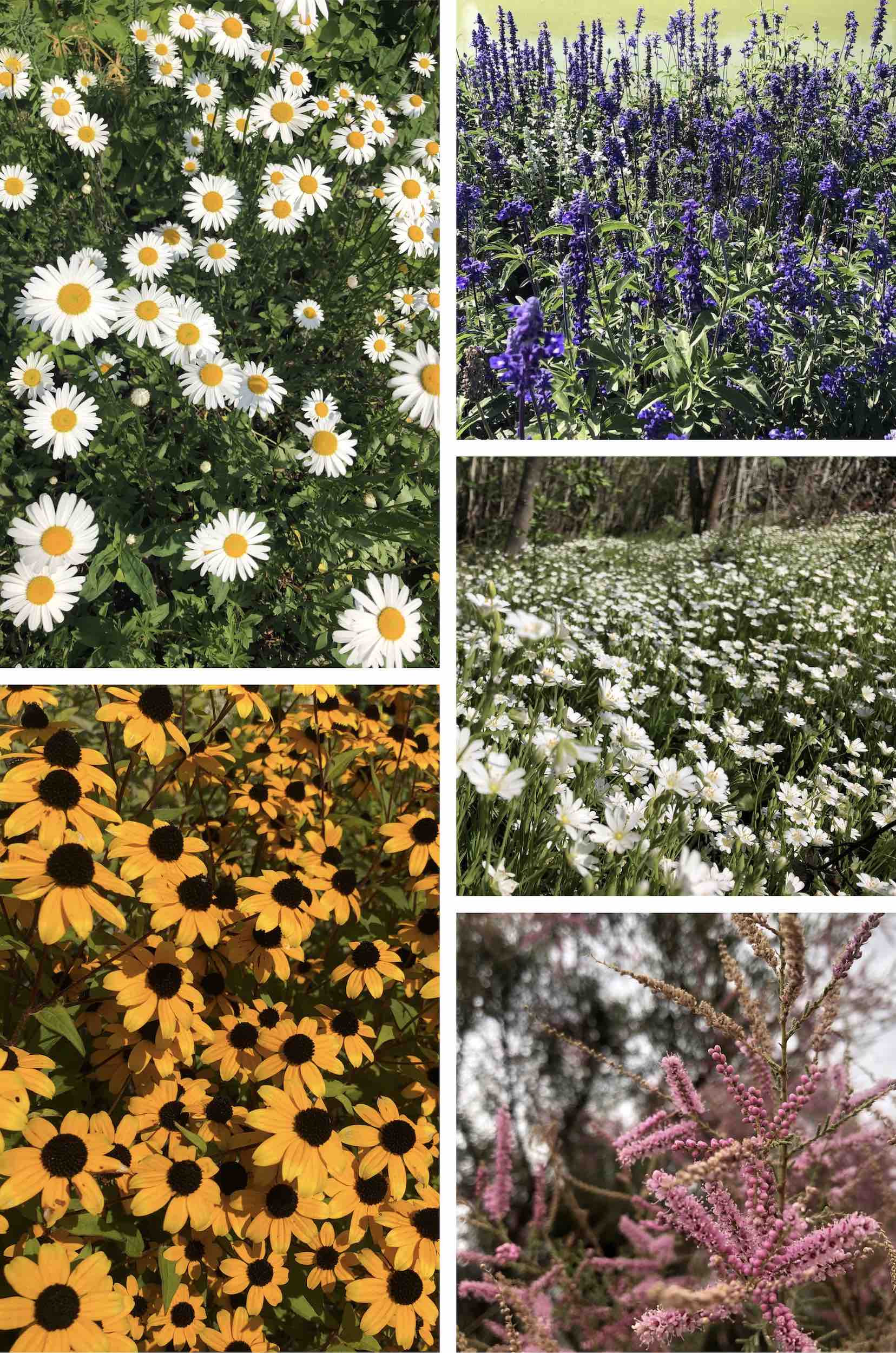wildflowers