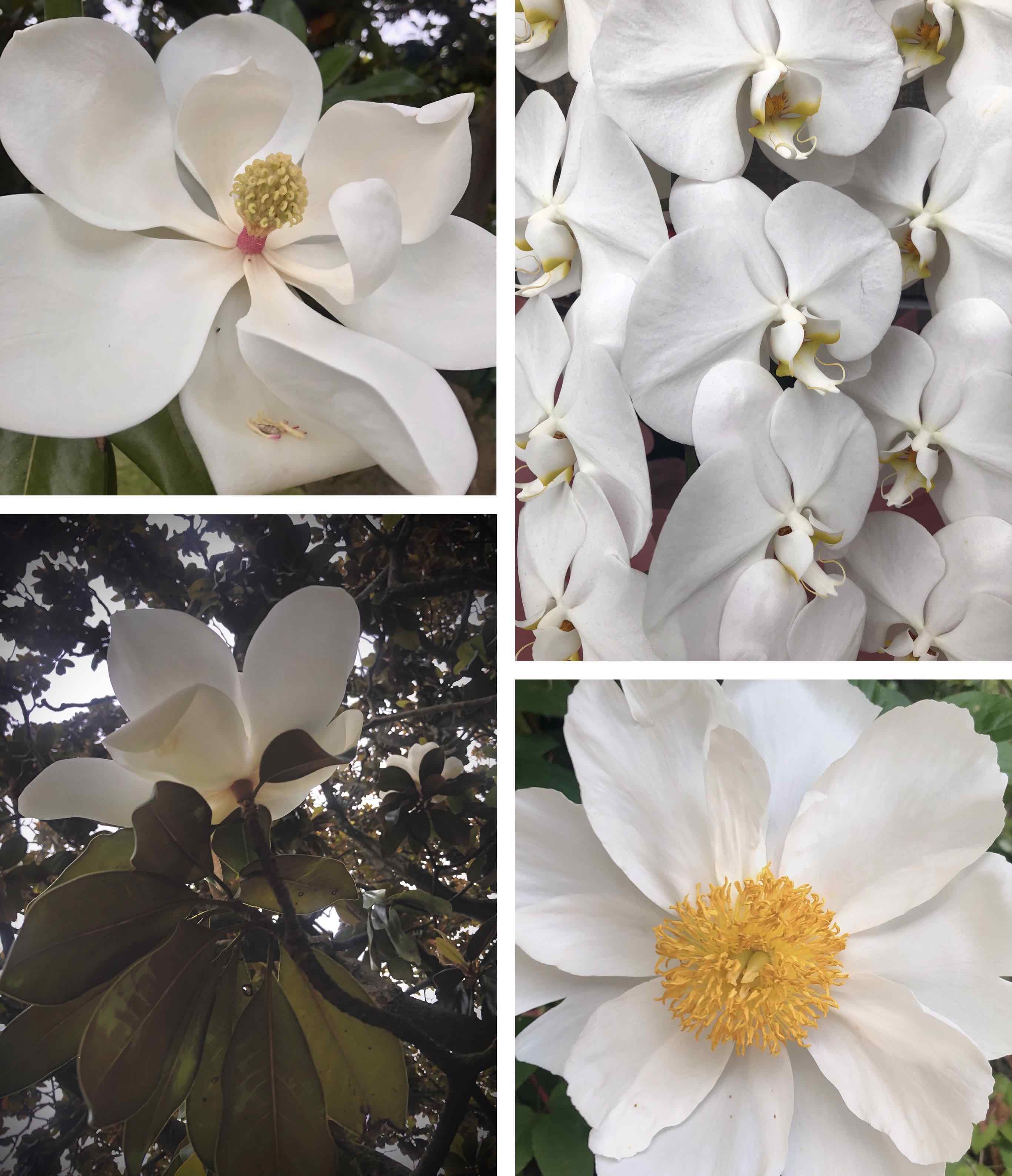 white flowers