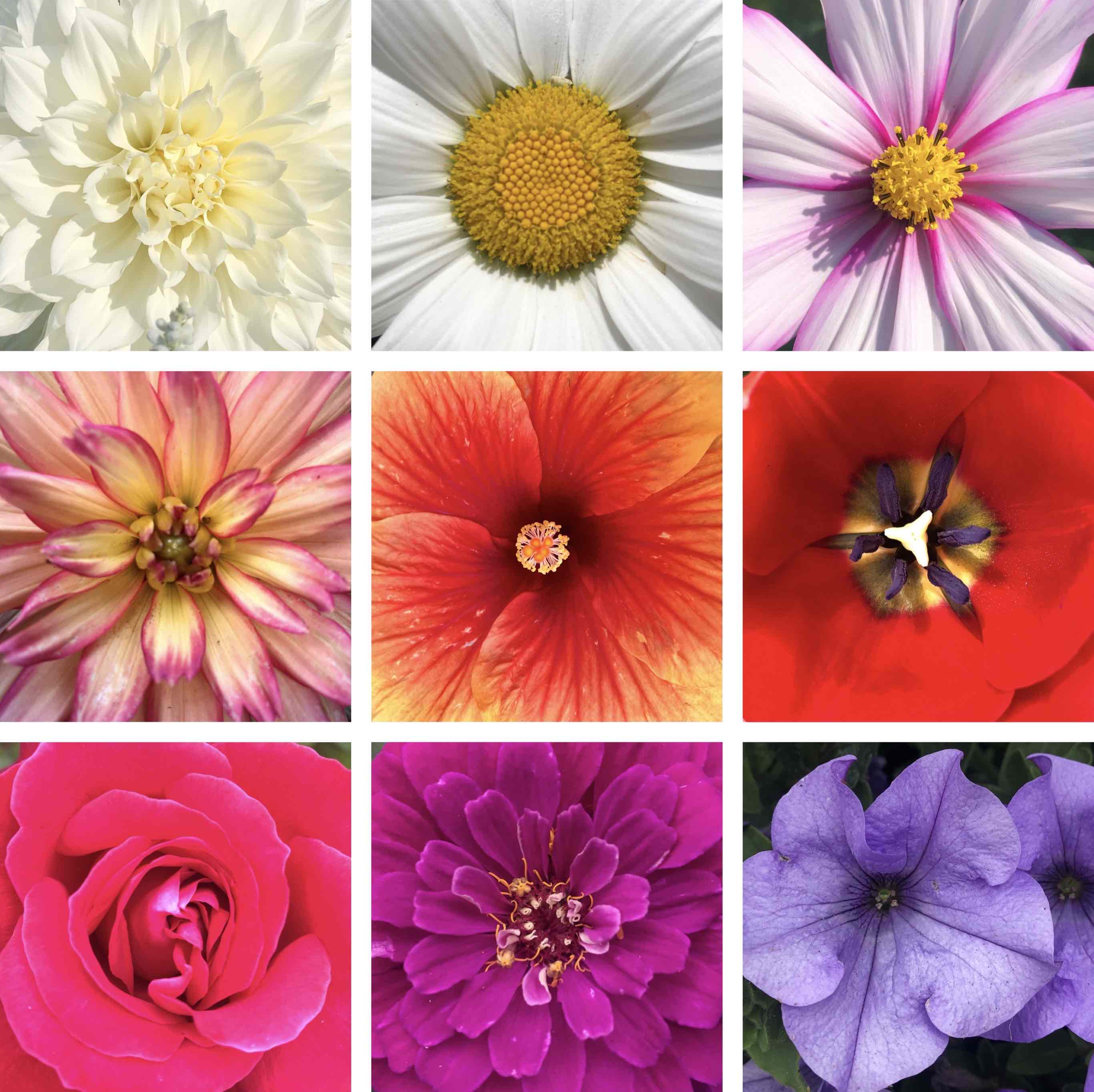 flower rainbow