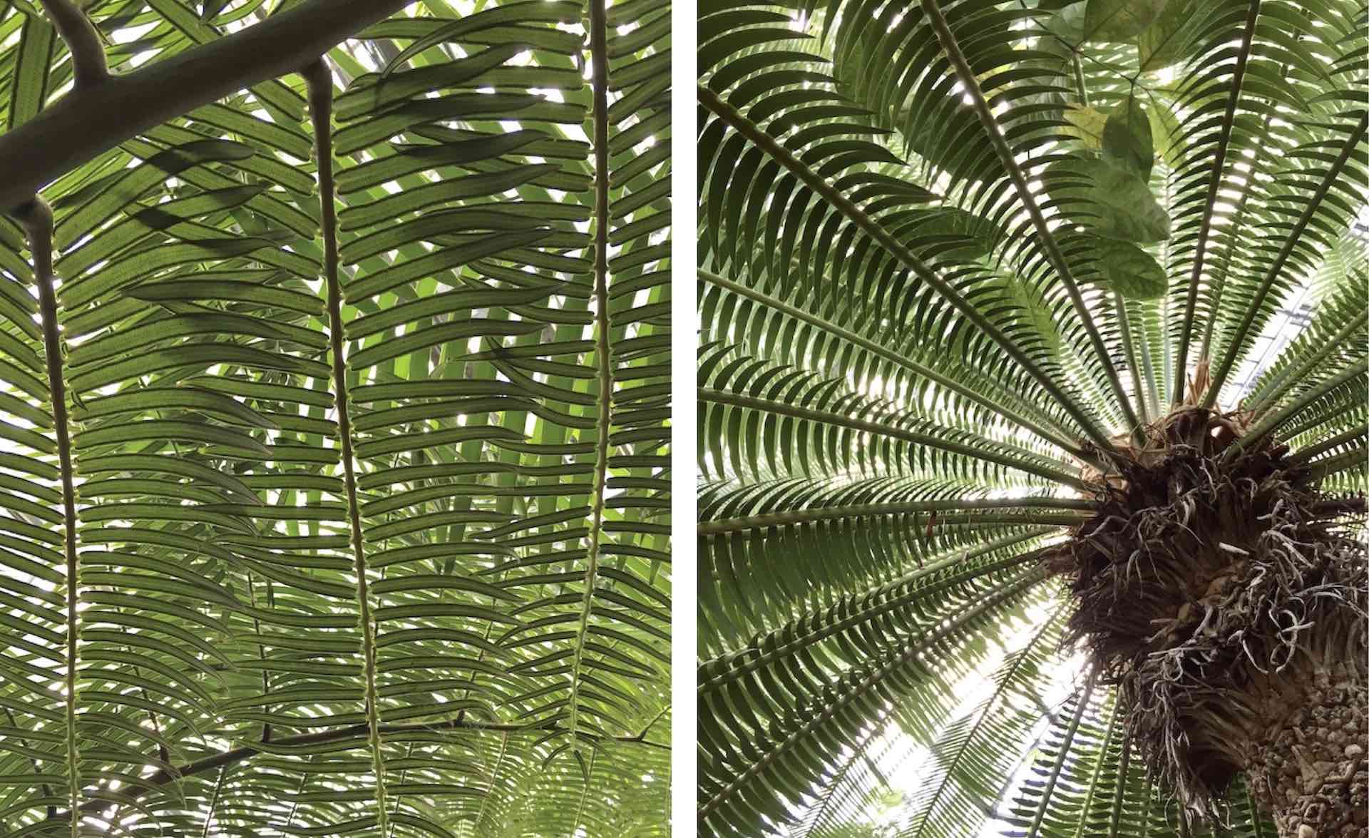 fern and giant dioon foliage