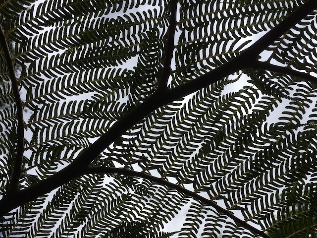 Foliage