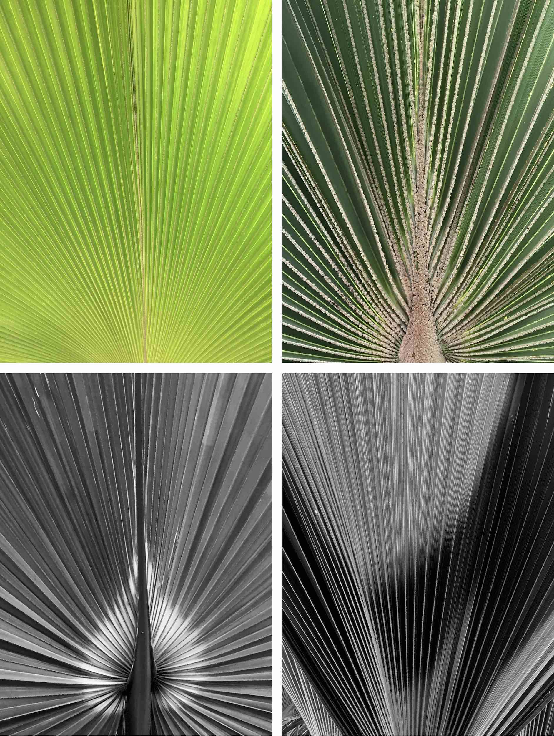 palm leaves