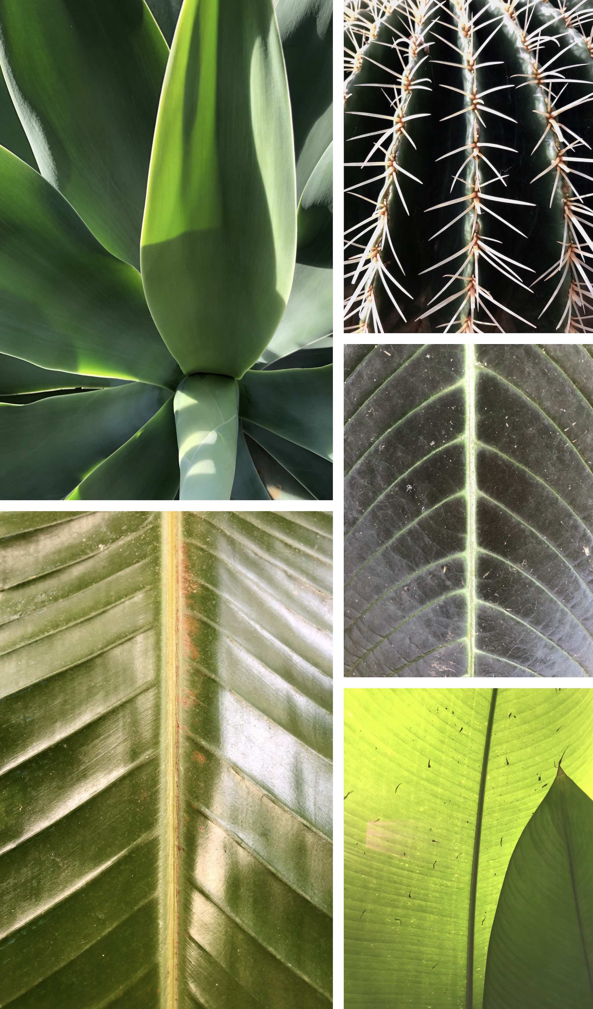 leaf closeups