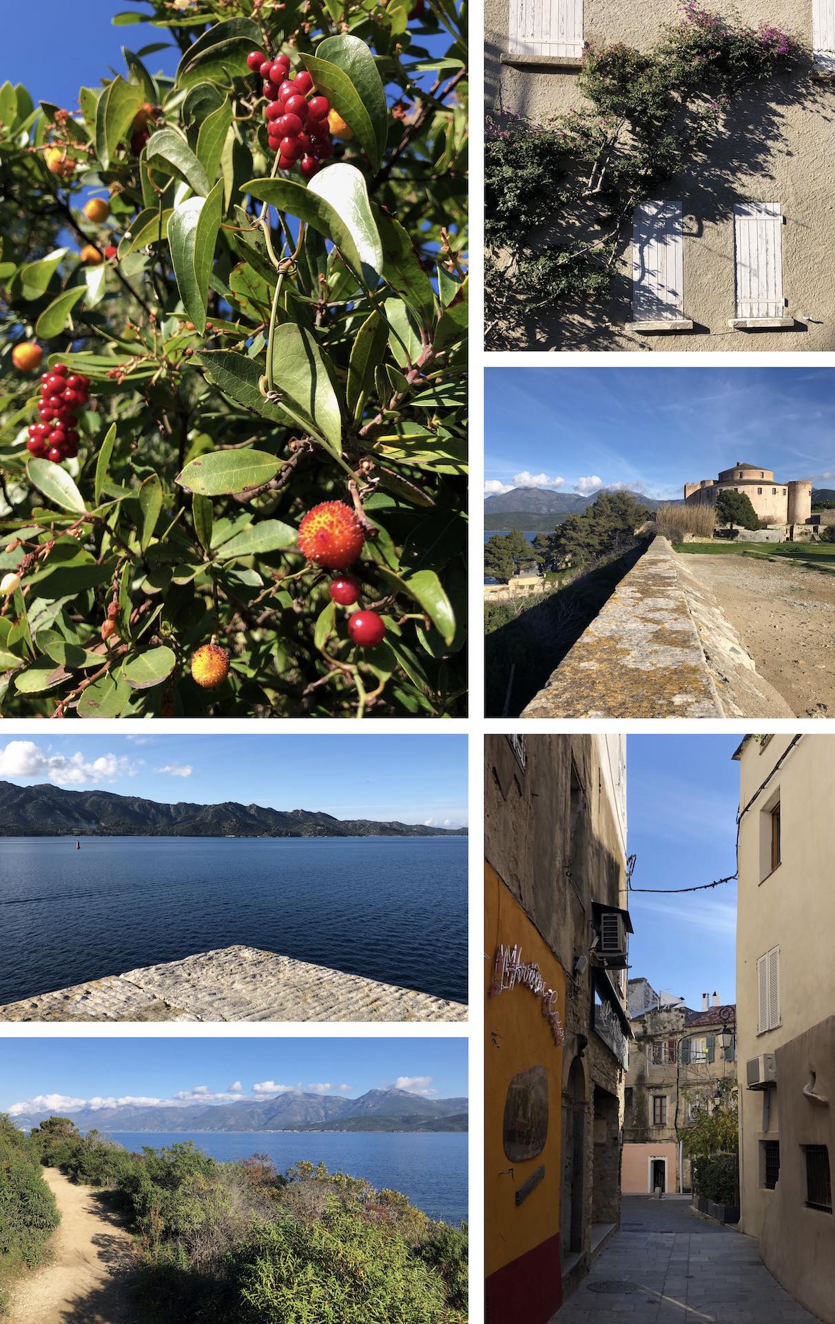 vegetation, town buildings and sea