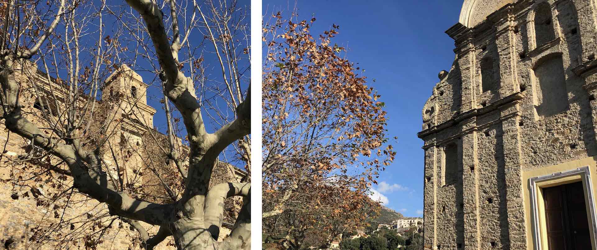 church and tree