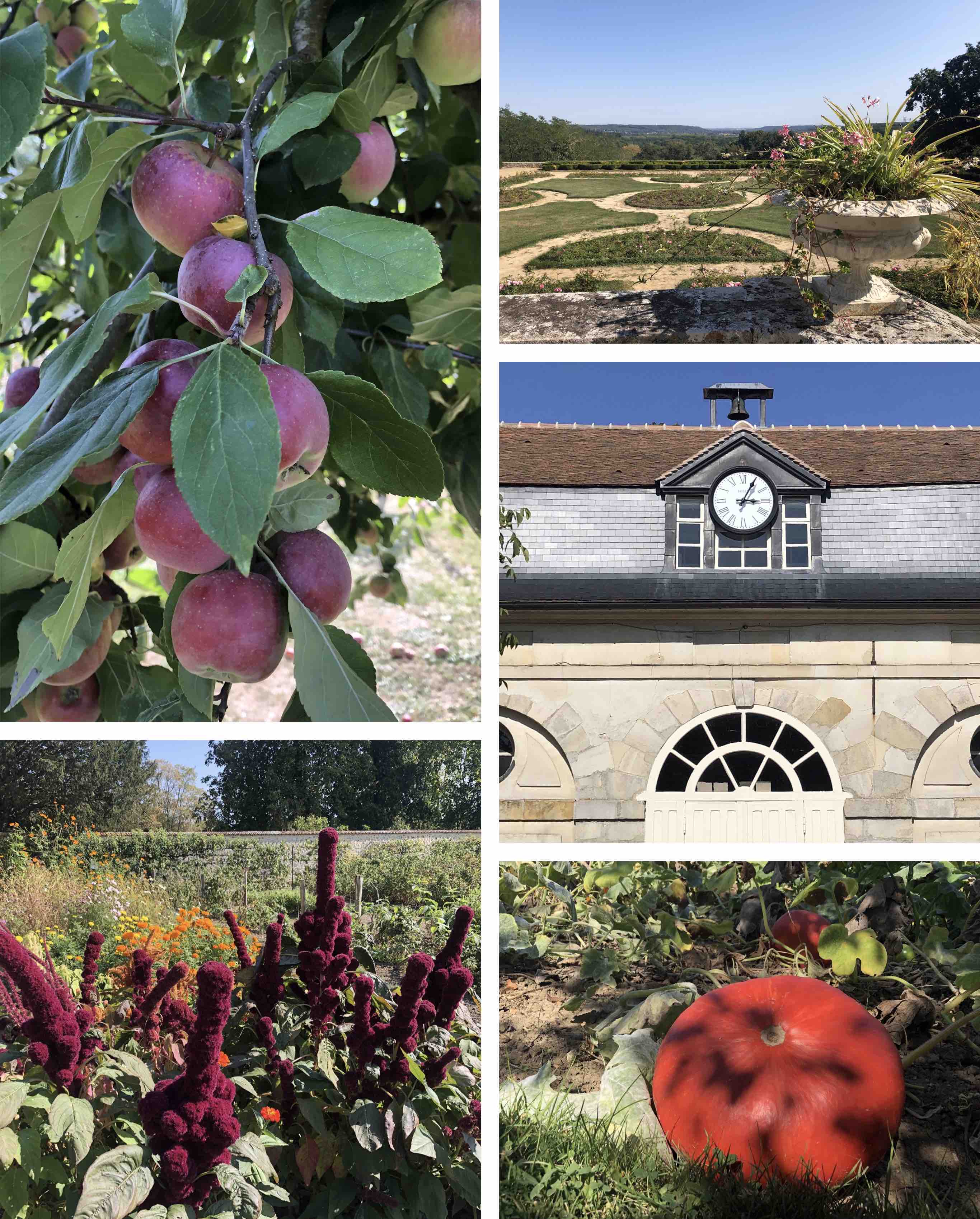 gardens and vegetables