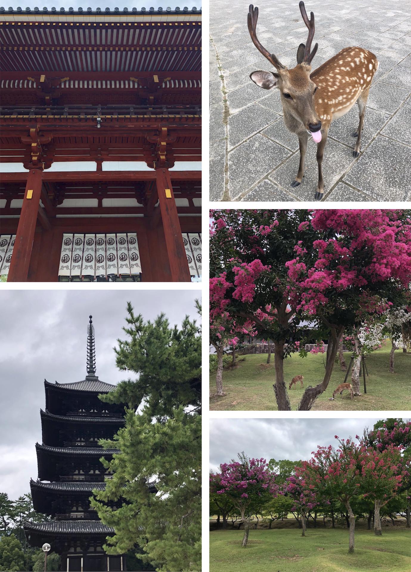 nara temple and deer park