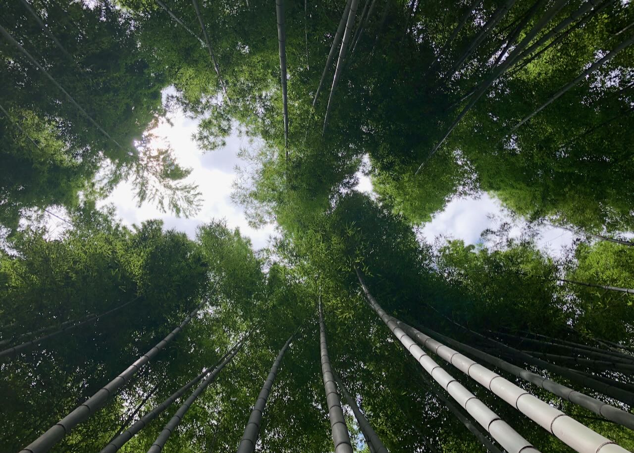 bamboo forest